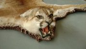 Mtn. Lion Rug forsale